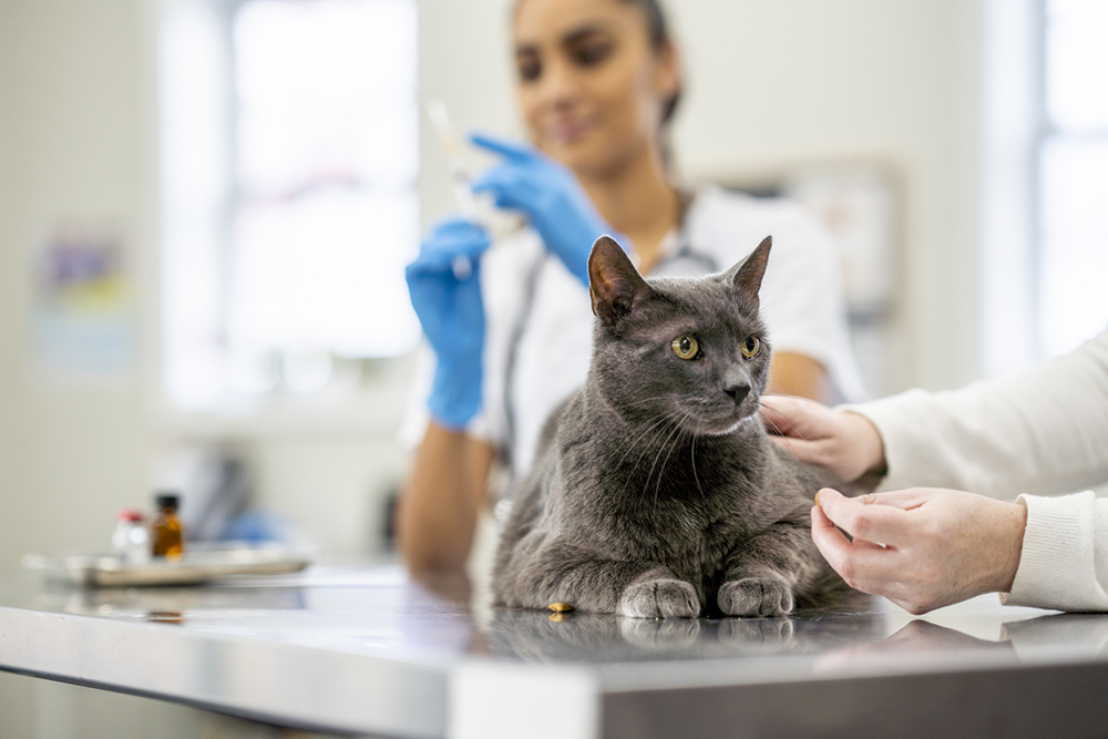 Gray cat with a veterinarian.
